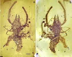 These spiders were told to be up to a half of a human's height, deadly poisonous and extremely fast running. Cushingia Ellenbergeri Gen Et Sp Nov The Fi Rst Camel Spider Download Scientific Diagram