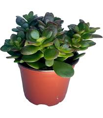 Image result for Crassula lanceolata