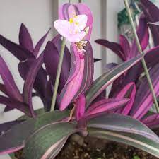 Plant in light shade or part sun and water regularly to occasionally. Tradescantia Pallida Pink Stripe Purple Heart Spiderwort Pink Stripe Uploaded By Jillycinderelly