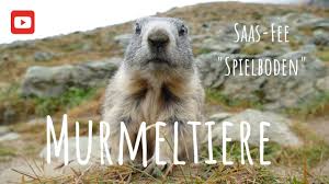 We did not find results for: Murmeltiere In Saas Fee Spielboden Schweiz Roadtrip Youtube