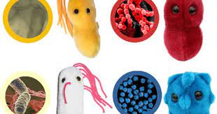 Wow They Even Make Bacteria Stuffed Animals My Son And Daughter In Law Got Me The Blue One For Christmas Lol Plush Microbes Giant Plush Giant Microbes
