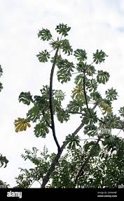 Image result for Cecropia pachystachya