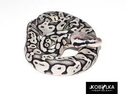 Albino Black Axanthic Ball Python Black Axanthic Super Pastel Morph List World Of Ball Pythons Ball Python Snake Lovers Beautiful Snakes