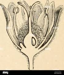 Image result for Tapura fischeri