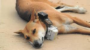 Fraser Dingo Collar Pic Stirs Strong Backlash Sunshine Coast Daily