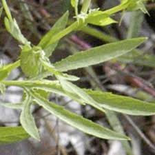 Image result for Basananthe longifolia
