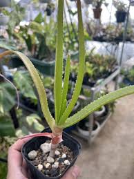 Image result for Aloe inyangensis