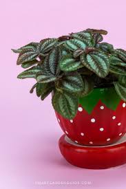 We did not find results for: Aluminum Plant Care Indoors Learn How To Grow And Care For Your Aluminum Plant Enjoy The Benefits And Avo House Plant Care Plant Care Houseplant Smart Garden