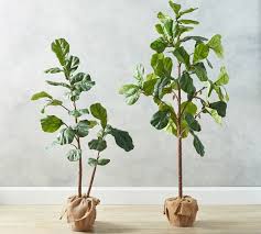 Seagrass is natural raw material used for various seagrass products like seargrass home. Faux Potted Fiddle Leaf Fig Trees Pottery Barn