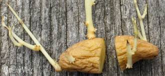 If you buy organic potatoes or grow your own, a few simple storage suggestions will extend the storage life of your potatoes by weeks or even months: What To Do With Sprouting Potatoes