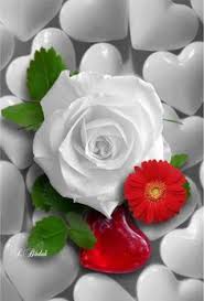 100 Latest Good Morning Flower Images With Quotes 2021 Happy New Year 2021 Share our cool designer new year 2021 animations with friends, family members or collegues on december 31st! 100 latest good morning flower images