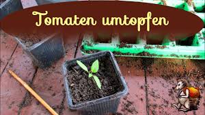 Tomaten sind das beliebteste gemüse für den eigenen anbau. Tomaten Aussaen Tomaten Vorziehen Anzucht Mit Tomatensamen Youtube
