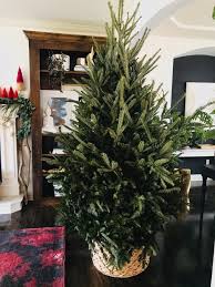 See more ideas about christmas diy, christmas decorations, christmas deco. Christmas Tree In A Basket Life Love Larson
