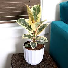 Image result for Ficus tesselata