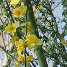 Image result for Parkinsonia africana