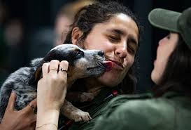 puppies adopted luckys mutt madness