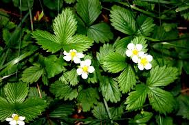 Walderdbeeren Blute Wilde Erdbeeren Pflanzen Erdbeeren