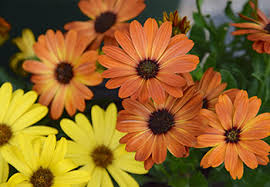 The sweet prickly pear grows across south africa, having spread over the centuries after been imported from mexico.more. Osteospermum African Daisy Growing Guide Squire S Garden Centres