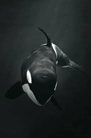 Maybe you would like to learn more about one of these? Iphone Killer Whales Wallpaper Amashusho Images
