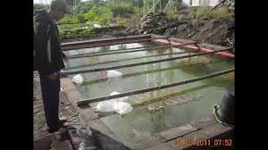 Udang merupakan hewan nokturnal yakni akan lebih aktif pada malam hari, maka dari itu udang galah akan lebih agresif saat dipancing malam hari. Kisah Kejayaan Usahawan Udang Galah By Pi1m Kg Bayai Lama