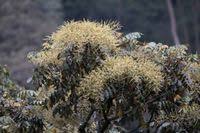 Image result for Polyscias fulva