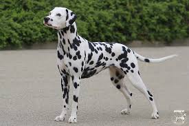 Image result for dalmatin