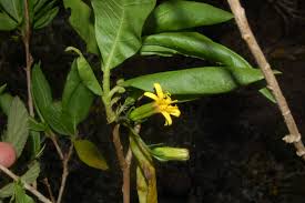 Image result for Aspilia ciliata