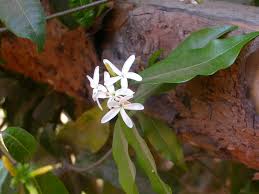 Image result for Landolphia buchananii