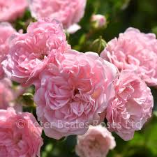 1 (2.5 cm) tall materials: The Fairy Shrub Rose Peter Beales Roses The World Leaders In Shrub Climbing Rambling And Standard Classic Roses
