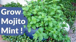 Mint, surprisingly, is not all the same. Tips For Growing Mojito Mint Mentha X Villosa Joy Us Garden