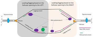 Difference Between Leading Strand & Lagging Strand - Youtube