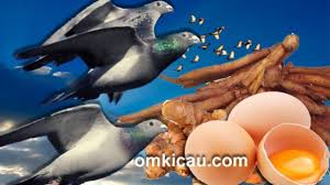 Yuk, ketahui manfaat minyak krill yang lebih baik dari minyak ikan. Membuat Pakan Racikan Untuk Jaga Stamina Merpati Tinggian Om Kicau