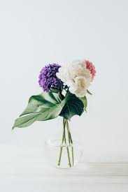 A fresh, vibrant and creative florist in rototuna, hamilton. Bouquet Of Blooming Hortensia Flowers And Monstera Leaf In Vase On White Free Stock Photo And Image