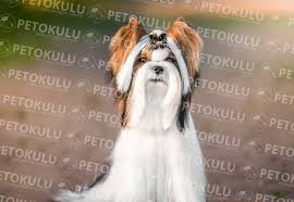 petokulu com panosundaki pin