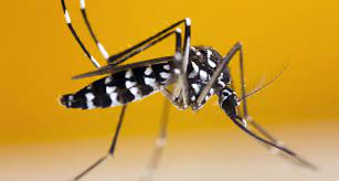 Effective mosquito control requires proper inspections, elimination of breeding sites, and specialized treatment. Epa Oks First Living Pest Control Mosquito For Use In United States Science News