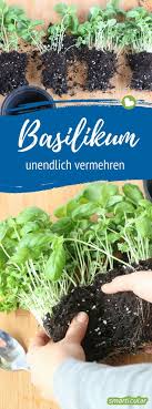 Immer Frischer Basilikum So Kannst Du Ihn Unendlich Vermehren Supermarkt Basilikum Uberlebt Meist Nicht Lan Herb Garden Pallet Herb Garden Design Garden Care