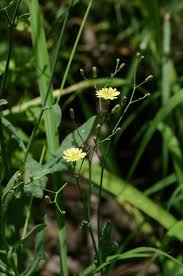 Image result for Launaea cornuta