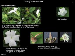 Image result for Thunbergia laborans