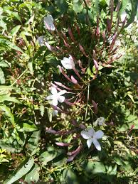 Image result for Jasminum streptopus
