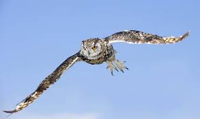 Olives are very healthy for humans and animal. Massive Eagle Owls Missing In Kent Predators Big Enough To Eat Dog Uk News Express Co Uk