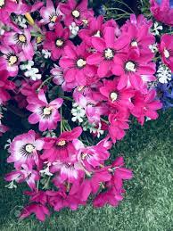 All i can say is that, the flowers are indeed the most beautiful thing created by god. Red Gypsy Flowers Are Very Beautiful Hands On The Grass Surface Stock Photo Picture And Royalty Free Image Image 102596987