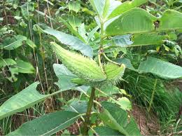Garden Answers Plant Identification Pollinator Plants Milkweed Pods Plants