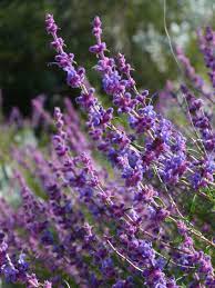 Check spelling or type a new query. The Fragrant Garden A Word On The Fragrance Of California Native Plants