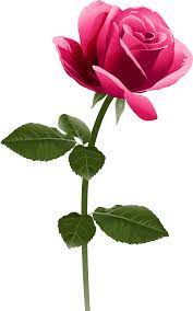 View Full Size Pink Rose Png Clip Art Image Pink Rose Png Hd Transparent Png And Download Transparent Clipart F Rose Png Pink Rose Png Beautiful Rose Flowers
