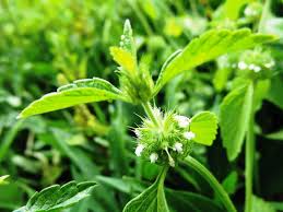 Image result for Leucas martinicensis