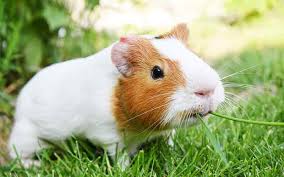 Maybe you would like to learn more about one of these? Can Guinea Pigs Eat Fresh Grass Can You Grow Your Own