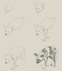 How To Draw An African Wild Dog Dog Drawing Tutorial Canine Drawing African Wild Dog