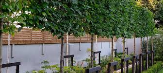 Spacing mainly involves the trees' crown width. Pleached Trees Caragh Nurseries