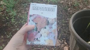 We did not find results for: Dollar Tree Impatients Gladiolus Flower Review Major Success Easy Flower Gardening Organic Gardening