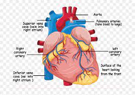 The anatomy of arteries can be separated into gross anatomy, at the macroscopic level, and microanatomy, which must be studied with a microscope.the arterial system of the human body is divided into systemic arteries, carrying blood from the heart to the whole body, and pulmonary arteries, carrying deoxygenated blood from the heart to the lungs. Understanding The Heart And Coronary Arteries Human Heart Diagram Hd Png Download Vhv